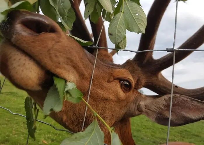 Apart Otel Oberwengerhof 3*